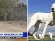 Soon Han Baldy Mesa, Victorville dog attack. California woman mauled to death by Dogo Argentinos hunting dogs.