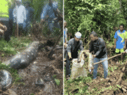 22ft python snake swallows Indonesian grandmother