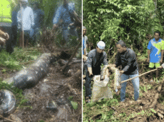 22ft python snake swallows Indonesian grandmother