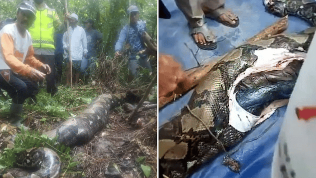 22 foot python snake swallows Indonesian grandmother