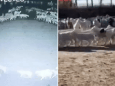 flock of sheep walk in circle