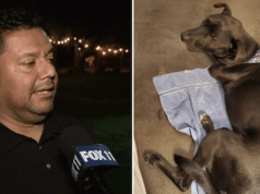 Marlon Caballero Labrador dog shot dead by neigbhor