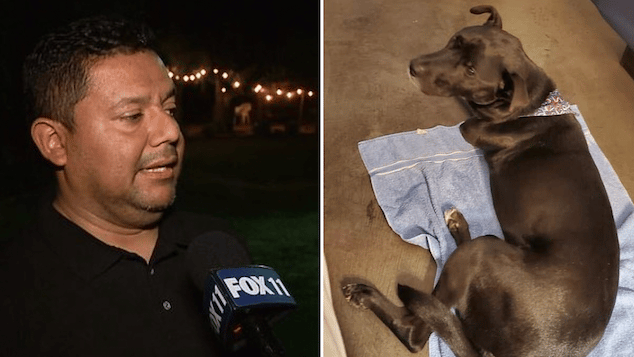 Marlon Caballero Labrador dog shot dead by neigbhor