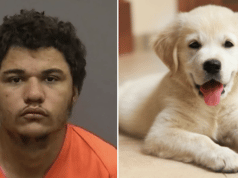 Alexander Hernandez-Delgado homeless Florida man breaks into Dover home, stabs puppy to death,