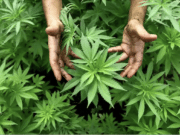 starting a legal weed business