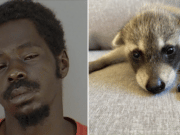 Tevin Williams beats roommate’s raccoon with hammer