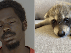 Tevin Williams beats roommate’s raccoon with hammer