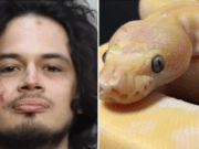 Kevin Justin Mayorga Florida man bites off python's head during domestic dispute