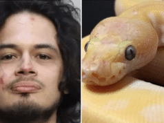Kevin Justin Mayorga Florida man bites off python's head during domestic dispute