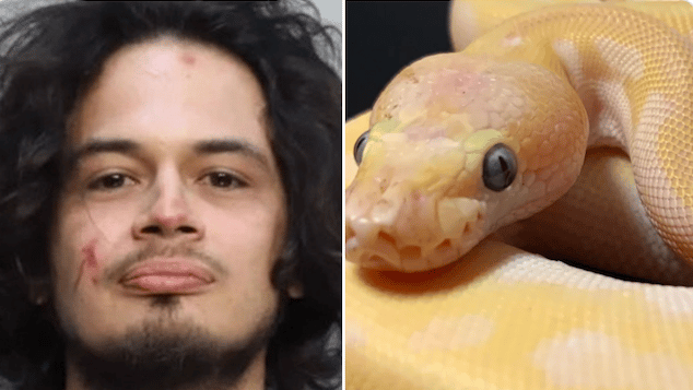 Kevin Justin Mayorga Florida man bites off python's head during domestic dispute