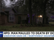 Houston man mauled to death by neighbours dogs protect poodle