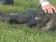 St Lucie County alligator attack 85 year old woman killed