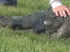 St Lucie County alligator attack 85 year old woman killed