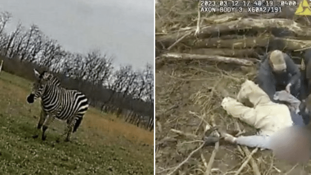Ronald Clifton zebra Ohio farm, Pickaway County