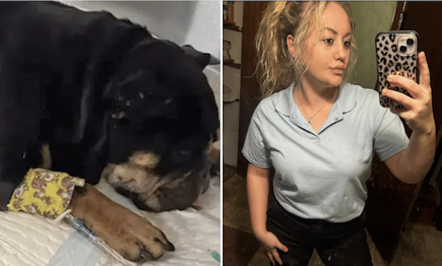 Brianne Venneri PA woman burns boyfriend's puppy with blowtorch