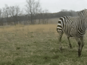 Ronald Clifton zebra Ohio farm, Pickaway County
