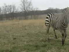 Ronald Clifton zebra Ohio farm, Pickaway County