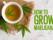 Easy Weed Growing