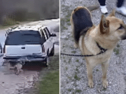 Dallas man dumps German Shepherd