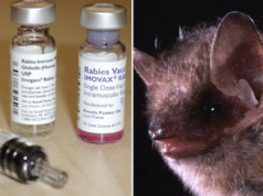 Minnesota man, 84, dies of rabies after rabid bat bite despite treatment