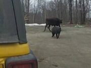 Maine jogger attacked by escaped cow, owner may face charges.