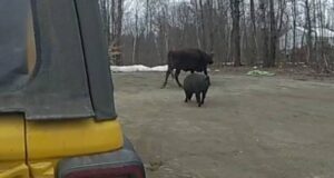 Maine jogger attacked by escaped cow, owner may face charges.
