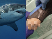 22 year old woman snorkeling turks and caicos foot bitten off in shark attack