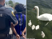 Teens kill & eat Manlius swan after confusing Faye for a duck