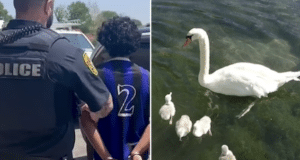 Teens kill & eat Manlius swan after confusing Faye for a duck