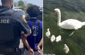 Teens kill & eat Manlius swan after confusing Faye for a duck
