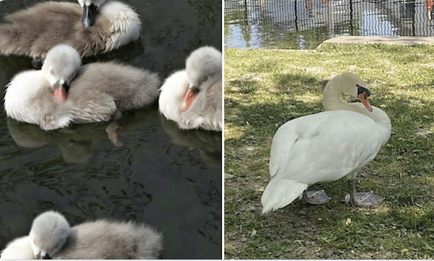 Teens kill & eat Manlius swan after confusing Faye for a duck