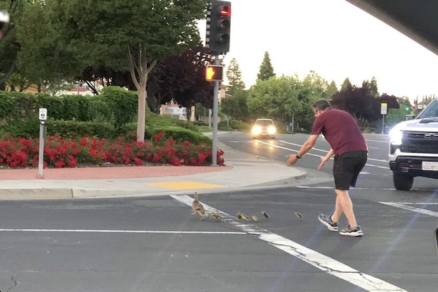 California father killed helping ducks cross Rocklin road