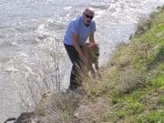 Yellowstone bison calf euthanized after tourist caused it to be rejected by herd