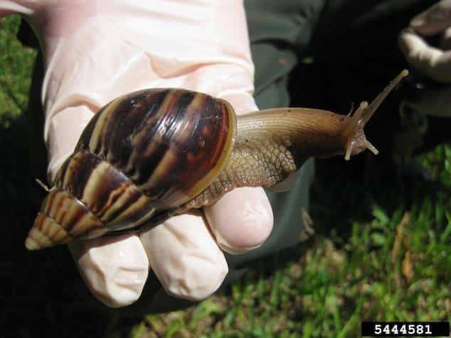 Giant African snail Broward County quarantined