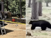 Steven Jackson, Tucson, Arizona man mauled to death by black bear