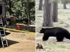 Steven Jackson, Tucson, Arizona man mauled to death by black bear