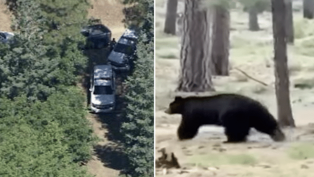 Steven Jackson, Tucson, Arizona man mauled to death by black bear