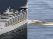 Royal Caribbean passenger survives falling overboard