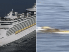 Royal Caribbean passenger survives falling overboard