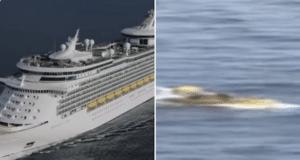 Royal Caribbean passenger survives falling overboard