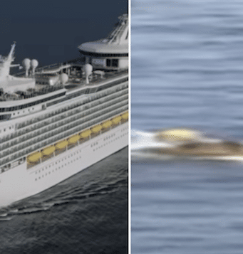 Royal Caribbean passenger survives falling overboard