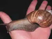 3rd time lucky? Broward County placed under quarantine after deadly giant African snail found Giant African snail Broward County quarantined