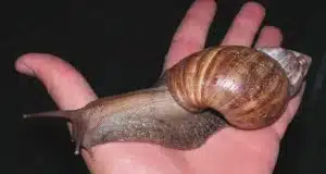 Giant African snail Broward County quarantined