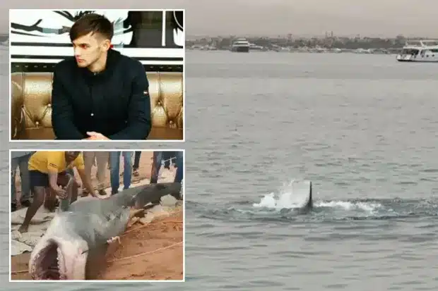 Vladimir Popov Body Parts Discovered Inside Shark That Ate Tourist