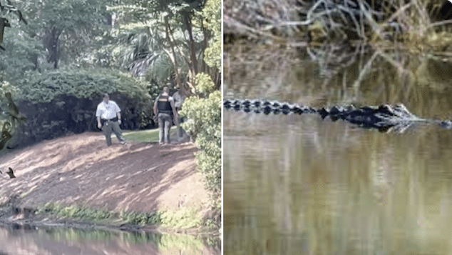 Holly Jenkins, Hilton Head, South Carolina 69 year old woman killed in alligator attack.