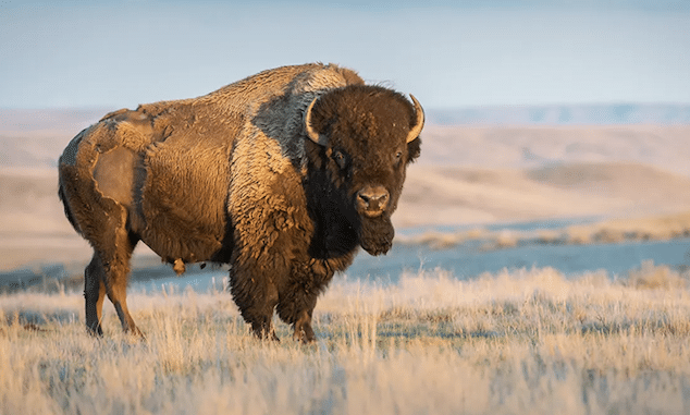 Yellowstone bison gores 47 year old Phoenix Arizona woman