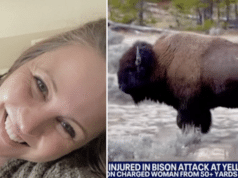 Amber Harris Arizona woman survives Yellowstone bison unprovoked attack