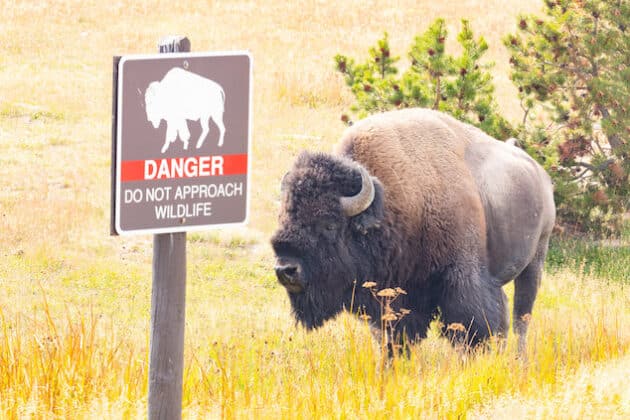 Yellowstone bison gores 47yr old Phoenix woman, getting too close