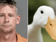 Michigan man decapitates girlfriend's pet duck in extreme instance of domestic violence.