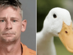 Michigan man decapitates girlfriend's pet duck in extreme instance of domestic violence.